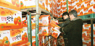 ‘풍년의 역설’ 경남 진해 단감농가 ‘설 희망가’