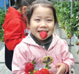 양평군, 딸기체험 축제 한창