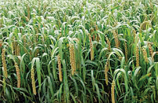 신품종 차조·기장 재배하세요