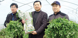 “맛좋은 양산 ‘원동미나리’ 드세요”