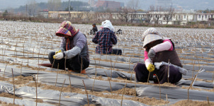 ‘종묘산업의 메카’ 경북 경산종묘산업특구를 가다