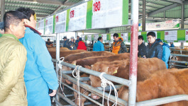 [현장]송아지 입식철…전남 목포무안신안축협 가축시장 가보니