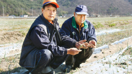 [희망취재]광주광역시 양파농가 종자 언피해 대책 호소