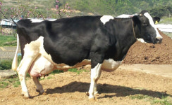 슈퍼젖소 ‘애린35호’ 산유량 17만㎏ 경신