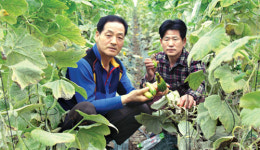 [희망취재]전남 광양지역 애호박 농가, 주문종자 바뀌어 피해 호소