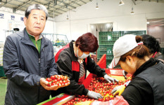 망성농협 ‘탑마루대추토마토’ 인기