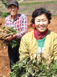 “안중 황토 ‘땅두릅’ 없어서 못팔죠”