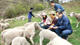 정선에 국내 최대 양떼목장 개장