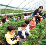 와부농협 ‘딸기농가 체험마을 육성사업’ 결실