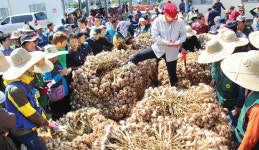 [현장]전남 고흥 녹동농협 마늘 산지공판장 초매식 가보니…
