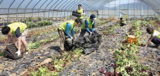 농협생명 광주총국, 농가일손 도와