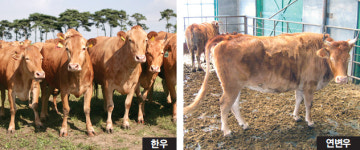 한우, 연변우보다 면역·성장능력 우수