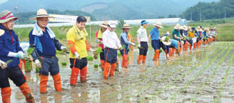 보성군·농협, 전통 손 모내기 재현