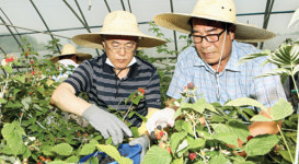 ‘메르스’ 피해지역 순창서 농산물 수확 일손돕기