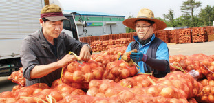 제주 김녕농협 양파수매 현장 가보니…