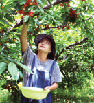 경기 평택 체험 농장·마을 가보니…