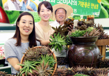 “면역력에 좋은 ‘삼백 와송’ 나왔어요”