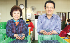 성환농협, 블루베리 판로확대 ‘박차’