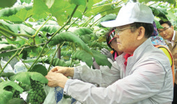 관악농협 임직원·주부대학 동창회 인천서 포도 봉지씌우기 구슬땀