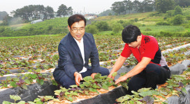 김제조공법인, 무병고구마 100만평 단지 조성