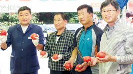 “맛+영양, 철마찰토마토 드세요”