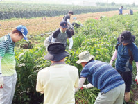농협 수원시지부 봉사단, 일손돕기 ‘구슬땀’
