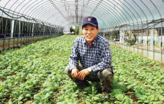 품질 높이고 생산비 낮추고…(11)순무 재배농가 최진수씨<인천 강화>
