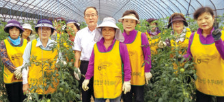 평창농협·고향주부모임…토마토농가 일손돕기 구슬땀
