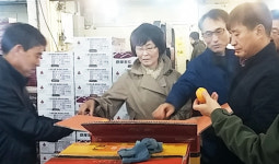 서귀포시·농협, 가락시장서 비상품 감귤 유통 근절 활동