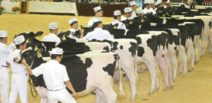 칠곡 대흥목장 젖소 ‘그랜드 챔피언’
