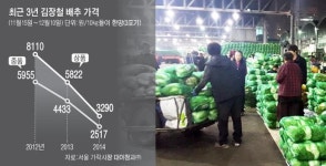 [긴급점검]김장철 앞둔 배추 산지·소비지를 가다-서울 가락시장 대아청과 제2배추경매장
