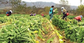 강원 양구 ‘펀치볼 시래기’ 생산현장을 가다