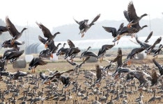 늦가을…철새들의 방문