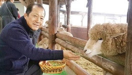 [기획]산지 생태축산 현장을 가다⑸·끝 강원 평창 대관령 양떼목장