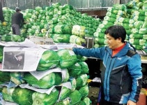 가락시장 배추 중도매인 이미남씨 하루로 본 김장배추시장