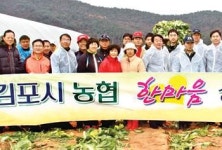 이웃사랑 김장나눔 ‘훈훈’…김포시 농협 임직원, 배추 수확부터 함께