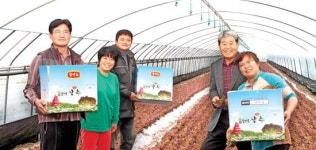 망성농협, 고품질 상추출하 한창