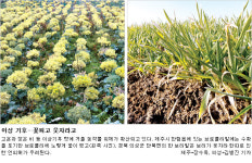 따뜻한 겨울…농촌경제 꽁꽁