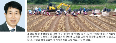 [기획]농협 채소수급안정사업 우수현장을 가다⑷강원 평창 봉평농협