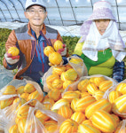 대구 명물 ‘옥포참외’ 첫 출하