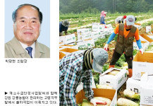 [기획]농협 채소수급안정사업 우수현장을 가다⑹강원 강릉농협