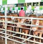 한우값 전망 안갯속…번식농 ‘불안’