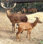 한의사협회 ‘수입녹용 홍보’ 눈총