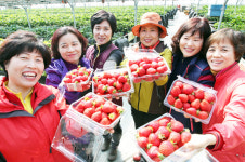 “직접 따먹는 딸기 최고예요”