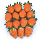 ‘금실’ 맛 좋고 병해 강해…홍콩서도 호평