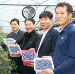 영동 ‘메이빌 블루베리’ 올 첫 출하