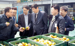 농협부산공판장·엄궁도매시장관리사업소·대저농협 간담회