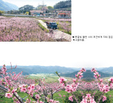 [느릿느릿 마을여행]경북 영덕군 지품면 삼화·오천리 ‘복사꽃마을’