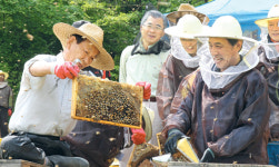 도시 양봉의 ‘달콤한 결실’