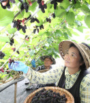 달콤한 오디 수확